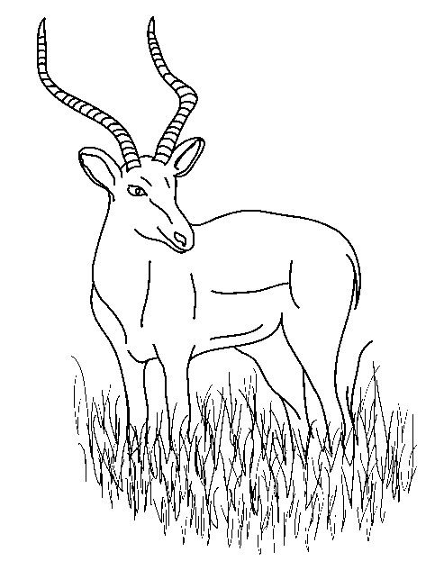 Coloring Impala - Chevy Impala SS Forum